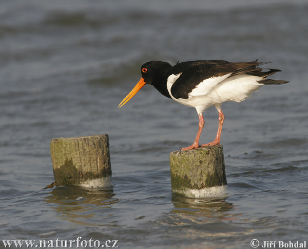 Lastúrničiar strakatý (Haematopus ostralegus)