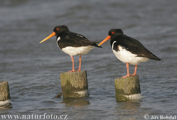 Lastúrničiar strakatý (Haematopus ostralegus)