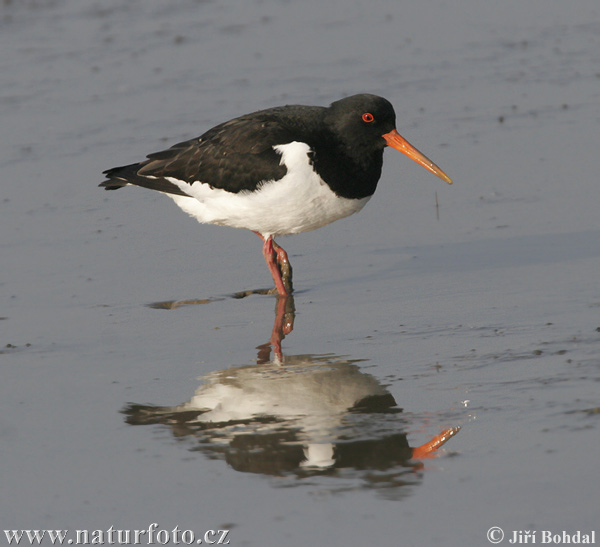 Lastúrničiar strakatý (Haematopus ostralegus)