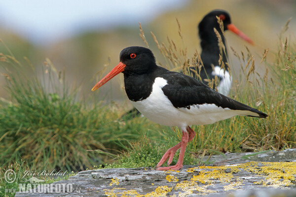 Lastúrničiar strakatý (Haematopus ostralegus)