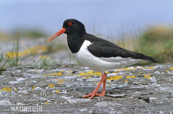 Lastúrničiar strakatý (Haematopus ostralegus)