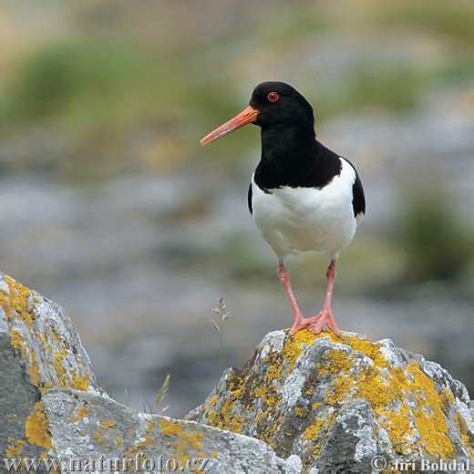 Lastúrničiar strakatý (Haematopus ostralegus)