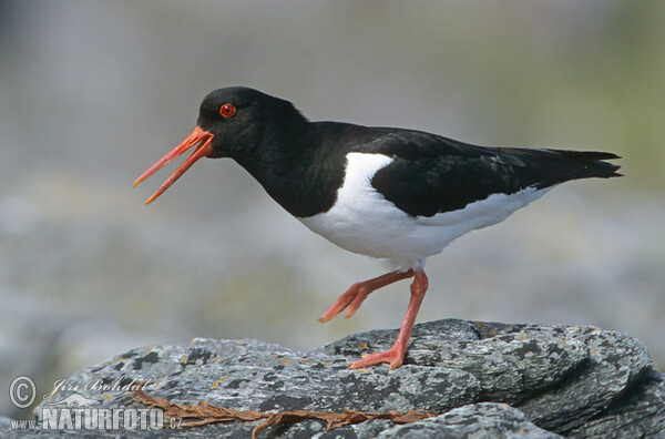 Lastúrničiar strakatý (Haematopus ostralegus)