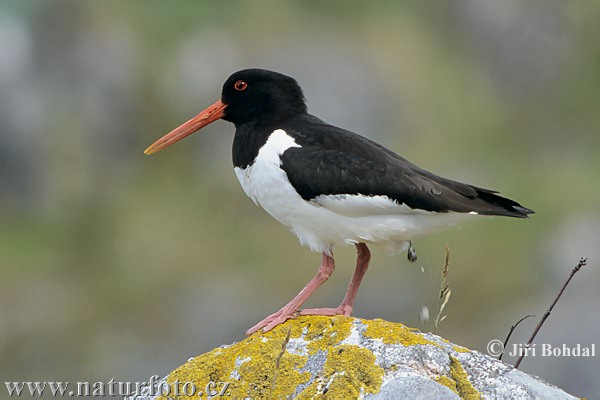 Lastúrničiar strakatý (Haematopus ostralegus)