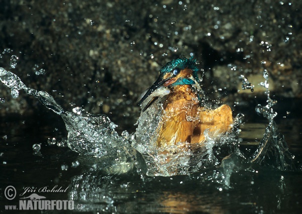 Ledňáček říční (Alcedo atthis)