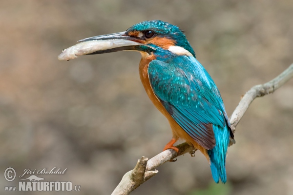 Ledňáček říční (Alcedo atthis)