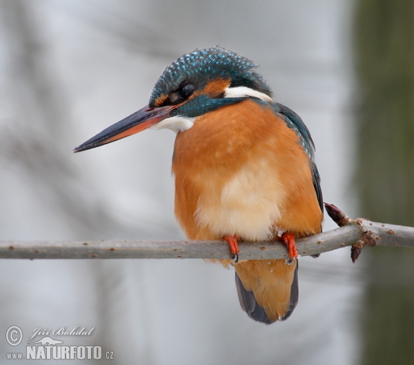 Ledňáček říční (Alcedo atthis)