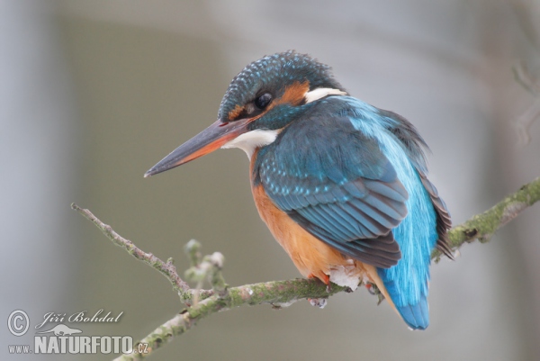 Ledňáček říční (Alcedo atthis)