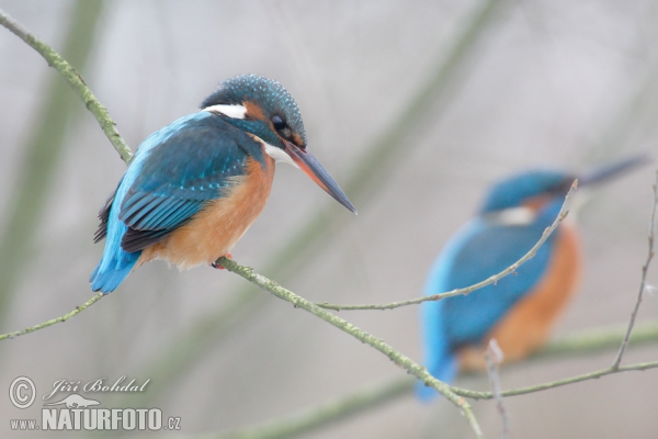 Ledňáček říční (Alcedo atthis)