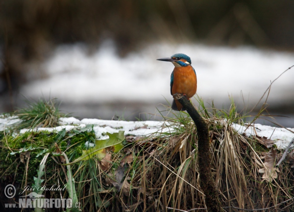 Ledňáček říční (Alcedo atthis)