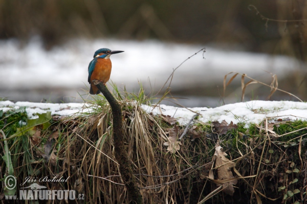 Ledňáček říční (Alcedo atthis)