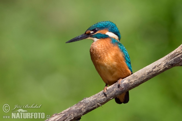 Ledňáček říční (Alcedo atthis)