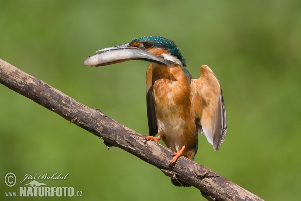 Ledňáček říční (Alcedo atthis)