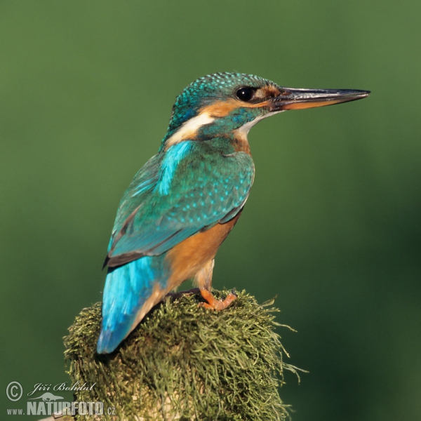 Ledňáček říční (Alcedo atthis)