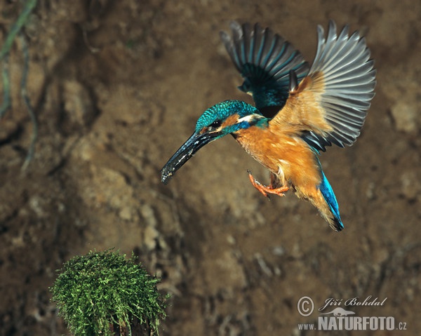Ledňáček říční (Alcedo atthis)