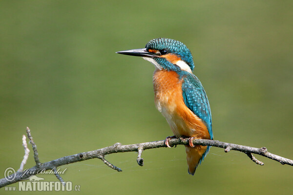 Ledňáček říční (Alcedo atthis)