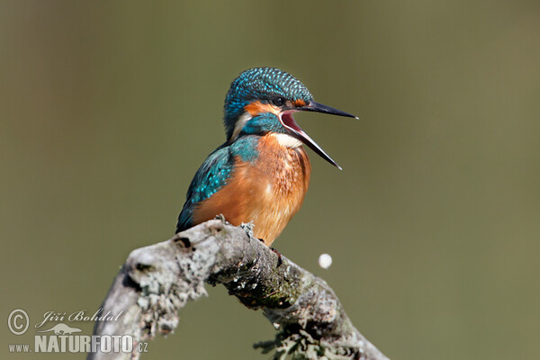 Ledňáček říční (Alcedo atthis)