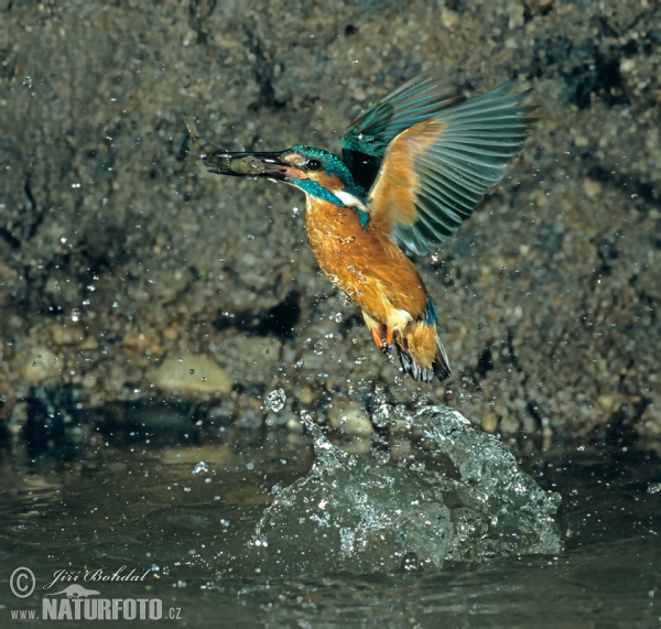 Ledňáček říční (Alcedo atthis)