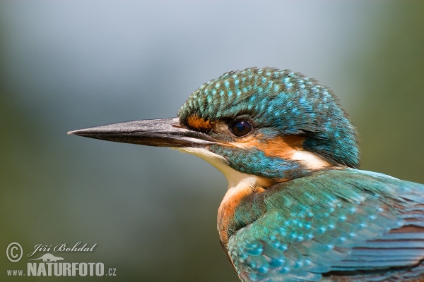 Ledňáček říční (Alcedo atthis)