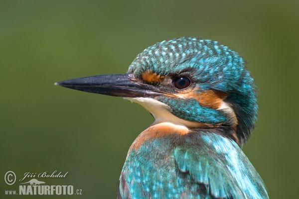 Ledňáček říční (Alcedo atthis)