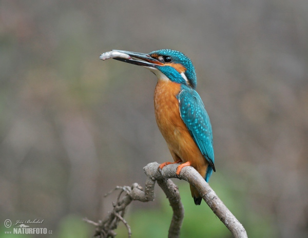 Ledňáček říční (Alcedo atthis)