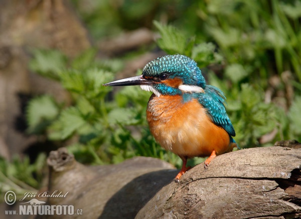 Ledňáček říční (Alcedo atthis)