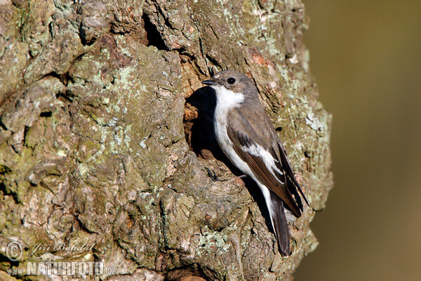 Lejsek černohlavý (Ficedula hypoleuca)