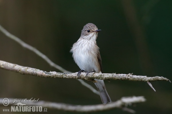 Lejsek šedý (Muscicapa striata)