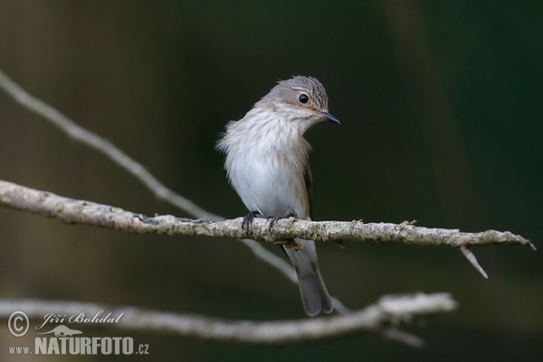 Lejsek šedý (Muscicapa striata)