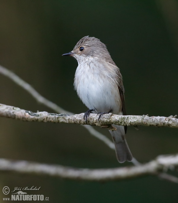 Lejsek šedý (Muscicapa striata)