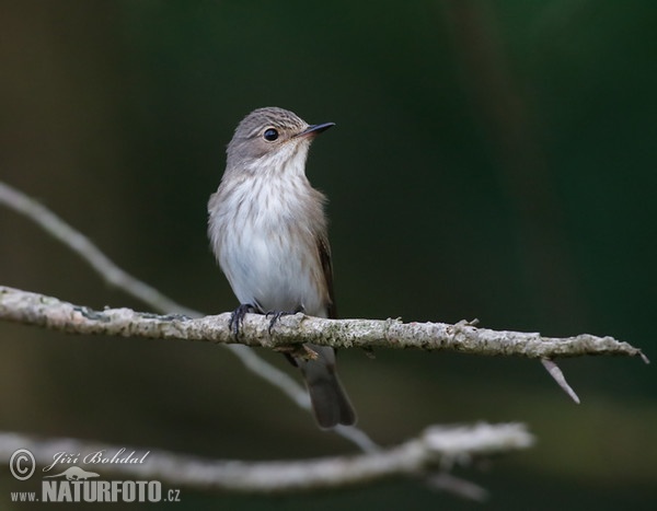 Lejsek šedý (Muscicapa striata)