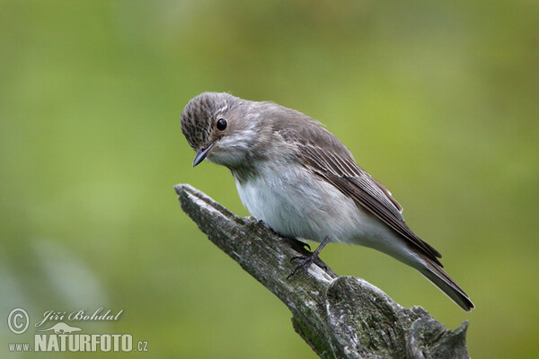 Lejsek šedý (Muscicapa striata)