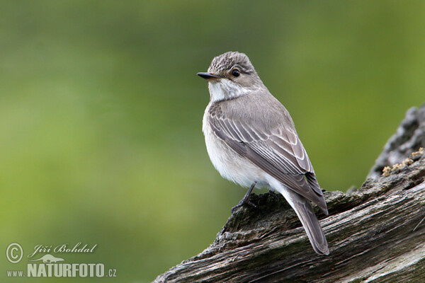 Lejsek šedý (Muscicapa striata)