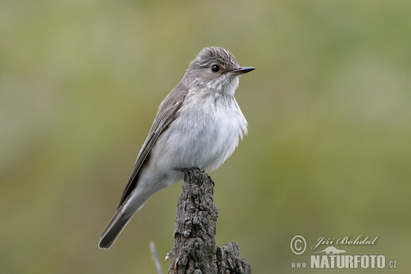 Lejsek šedý (Muscicapa striata)