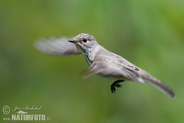 Lejsek šedý (Muscicapa striata)