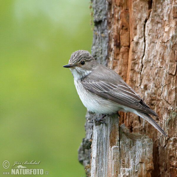 Lejsek šedý (Muscicapa striata)