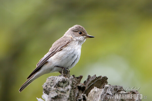 Lejsek šedý (Muscicapa striata)