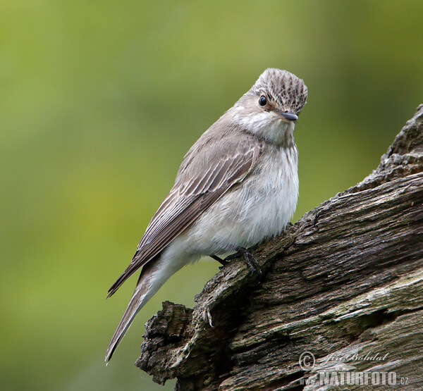 Lejsek šedý (Muscicapa striata)