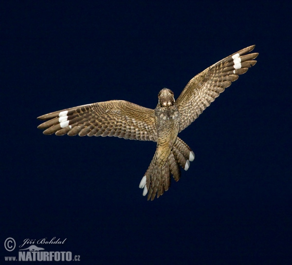 Lelek lesní (Caprimulgus europaeus)