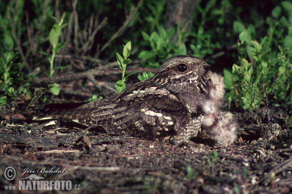 Lelek lesní (Caprimulgus europaeus)