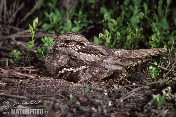 Lelek lesní (Caprimulgus europaeus)