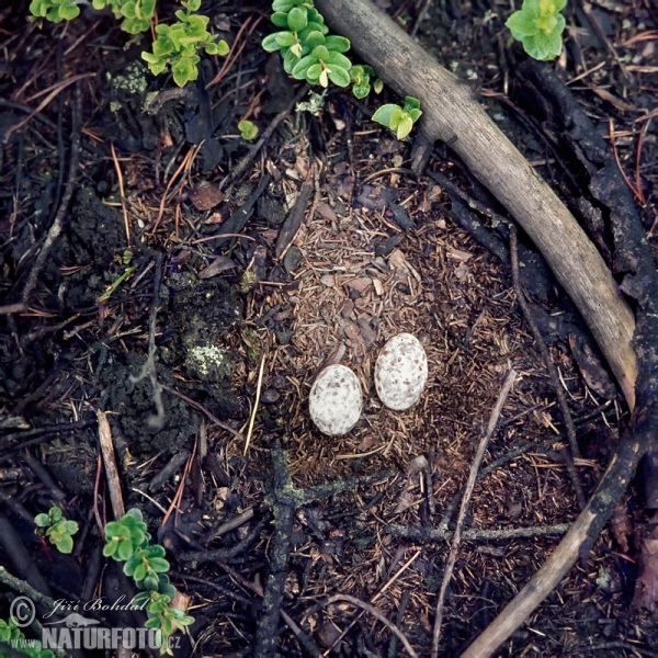 Lelek lesný (Caprimulgus europaeus)