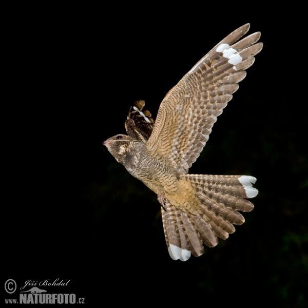 Lelek lesný (Caprimulgus europaeus)