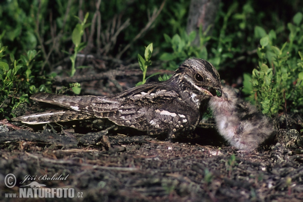 Lelek lesný (Caprimulgus europaeus)