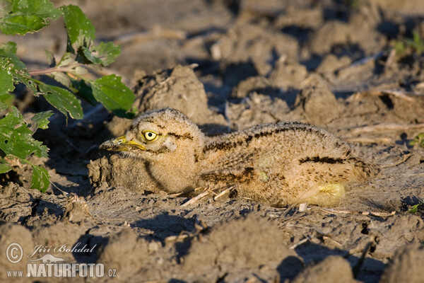 Ležiak úhorový (Burhinus oedicnemus)