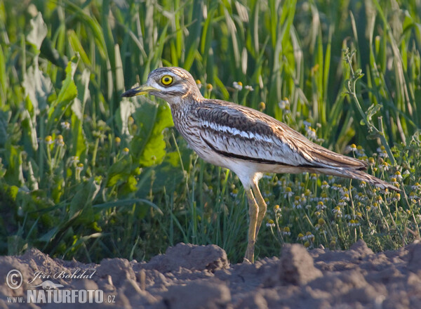 Ležiak úhorový (Burhinus oedicnemus)