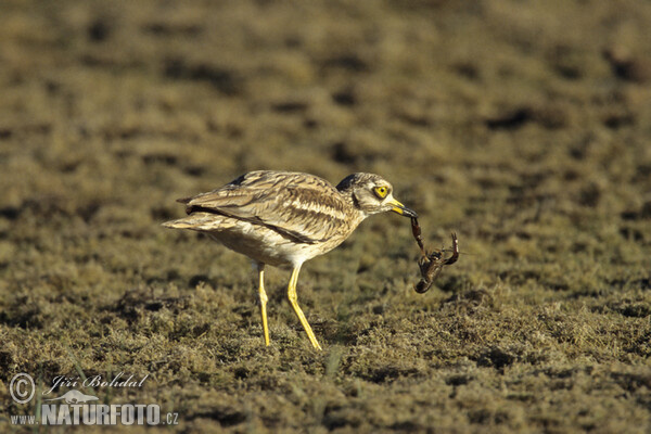 Ležiak úhorový (Burhinus oedicnemus)