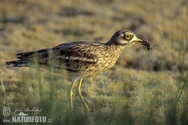 Ležiak úhorový (Burhinus oedicnemus)