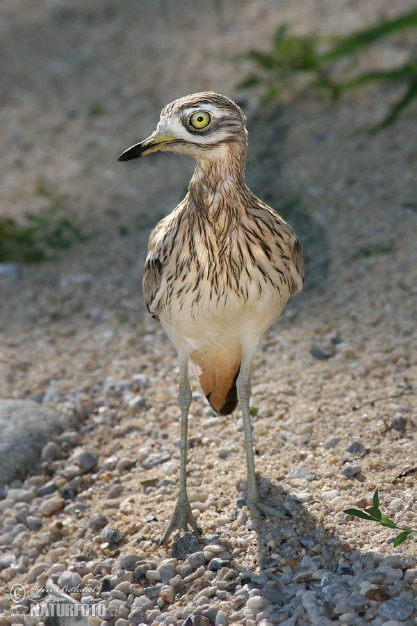 Ležiak úhorový (Burhinus oedicnemus)