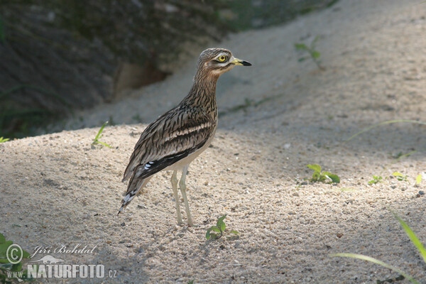 Ležiak úhorový (Burhinus oedicnemus)